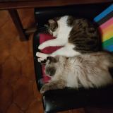 Foto del gato perdido en Champigneulles