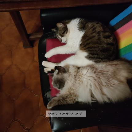 Foto 1/1 Misou Chat perdido en Champigneulles