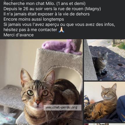 Foto 1/1 Milo Chat perdido en Magny en vexin