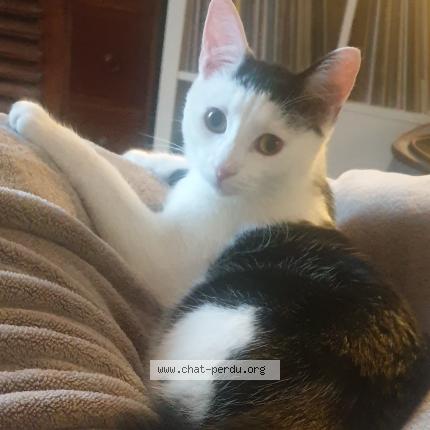 Foto 1/1 Crevette Chat perdido en Amiens