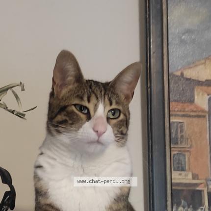 Foto 1/1 Minou Chat perdido en Suze la rousse