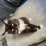 Foto del gato perdido en Pouzolles