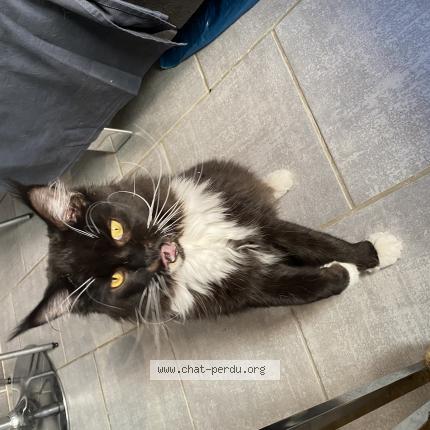 Foto 1/1 Moustache Chat perdido en Pouzolles