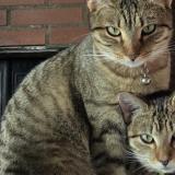 Foto del gato perdido en Andoins