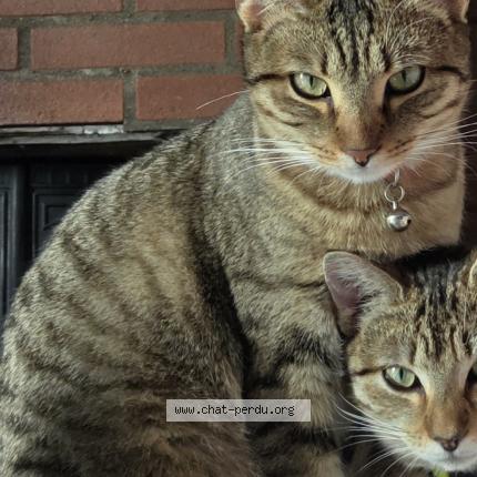 Foto 1/1 Zo&eacute; Chat perdido en Andoins