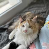 Foto del gato perdido en Fortschwihr