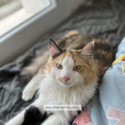 Foto 1/1 Zaza Chat perdido en Fortschwihr