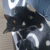 Foto del gato perdido en Tulle