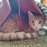 Foto del gato perdido en Salledes Peroulades