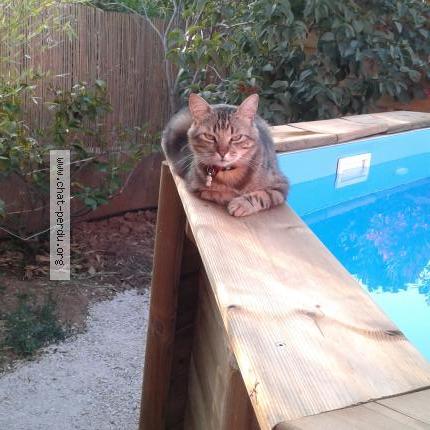 Foto 1/1 Mimy Chat perdido en La moutonne