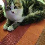 Foto del gato perdido en Islamabad