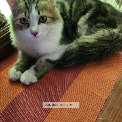 Foto 1/1 Faraz Chat perdido en Islamabad