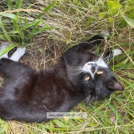 Foto 1/1 Soka Chat perdido en Le monastier sur gazeille