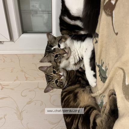 Foto 1/1 Borz Chat perdido en Pau