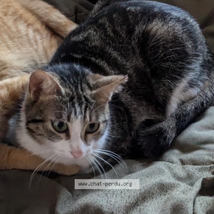 Foto 1/1 Plume Chat perdido en Saint bardoux