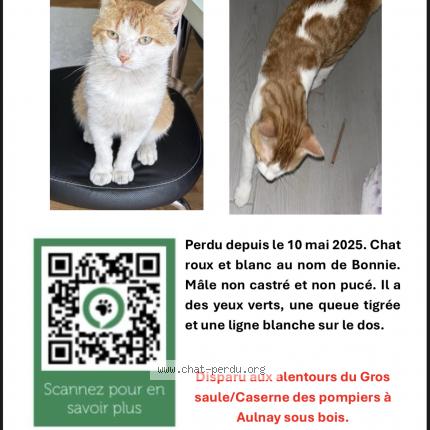 Foto 1/1 Bonnie Chat perdido en Aulnay sous boi
