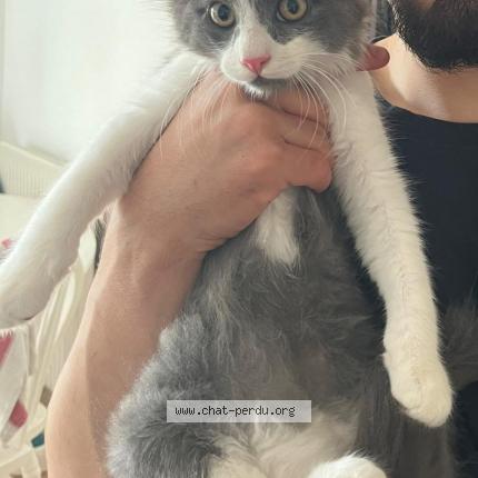 Foto 1/1 NIAKS Chat perdido en Sainte foy les lyon