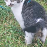 Foto del gato perdido en Mece