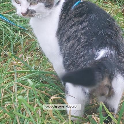 Foto 1/1 Tyty Chat perdido en Mece