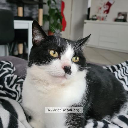 Foto 1/1 Mimi Chat perdido en Venissieux