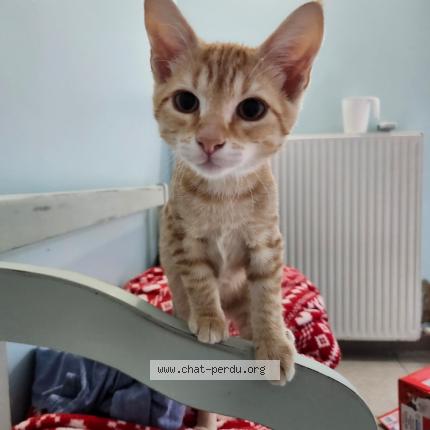 Foto 1/1 ROSA Chat perdido en Mansle les fontaines