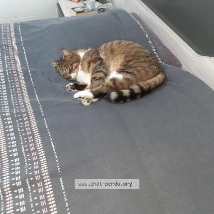 Foto 1/1 Nappy Chat perdido en Talmont saint hilaire