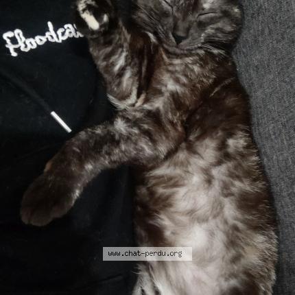 Foto 1/1 Nox Chat perdido en Nimes