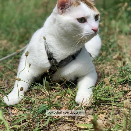 Foto 1/1 Kinai Chat perdido en Figeac