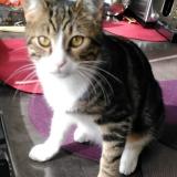 Foto del gato perdido en Saint Germain Sur Moine