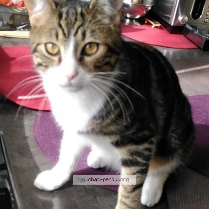 Foto 1/1 Charlie Chat perdido en Saint germain sur moine