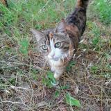 Foto del gato perdido en Saint Etienne Estrechoux