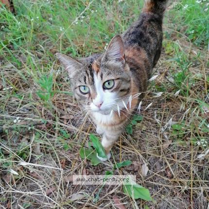 Foto 1/1 Lidy Chat perdido en Saint etienne estrechoux