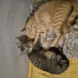 Foto del gato perdido en Caudrot