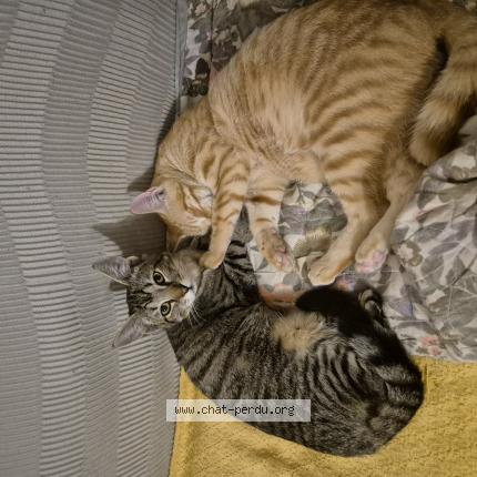 Foto 1/1 Tara Chat perdido en Caudrot