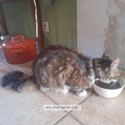 Foto 1/1 Gato encontrado Encontrado en Laval pradel