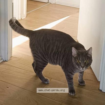 Foto 1/1 amélie taligot Chat perdido en Merignac