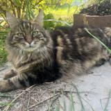 Foto del gato perdido en Liverdun