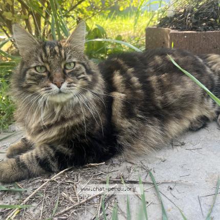 Foto 1/1 Tibout Chat perdido en Liverdun