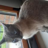 Foto del gato perdido en Lecelles