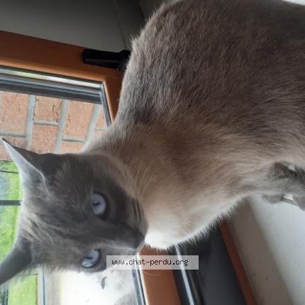 Foto 1/1 Hana Chat perdido en Lecelles