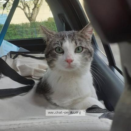 Foto 1/1 LOU Chat perdido en Bar sur aube