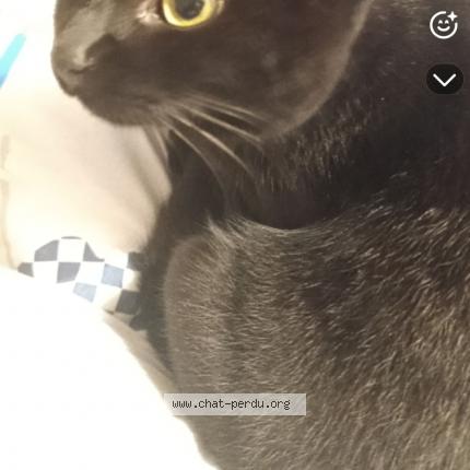 Foto 1/1 Yumi Chat perdido en Le mesnil saint denis