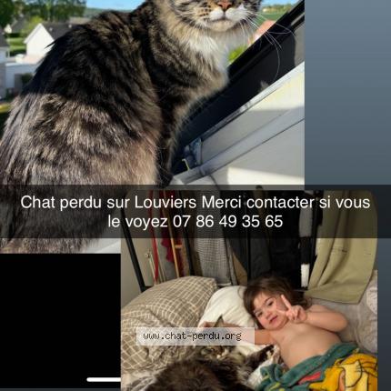 Foto 1/1 Aslan Chat perdido en Louviers