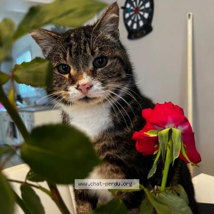 Foto 1/1 Loulou Chat perdido en Tonnay charente