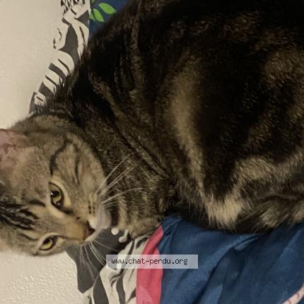 Foto 1/1 Zola Chat perdido en St jean de la ruelle