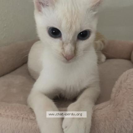 Foto 1/1 Chanel Chat perdido en Merignac