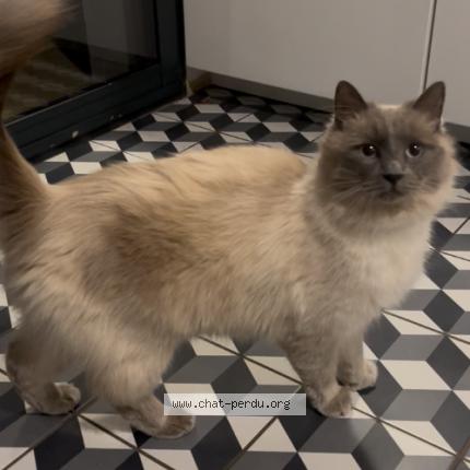 Foto 1/1 Umi Chat perdido en Merignac