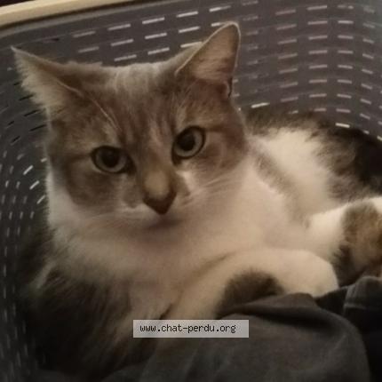 Foto 1/1 Grisette Chat perdido en Villemeux sur eure