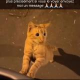 Foto del gato perdido en Nantes