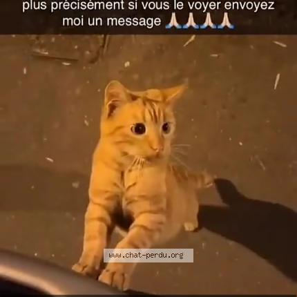 Foto 1/1 Simba Chat perdido en Nantes